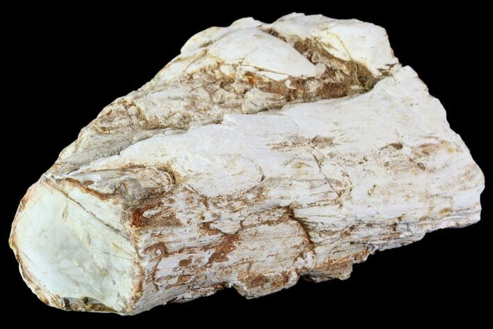 Polished Petrified Wood Limb - Madagascar #105084